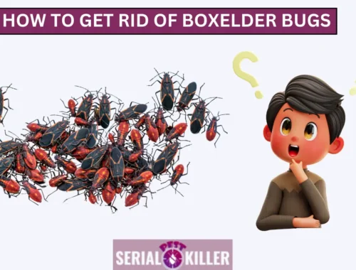 How to Get Rid of Boxelder Bugs