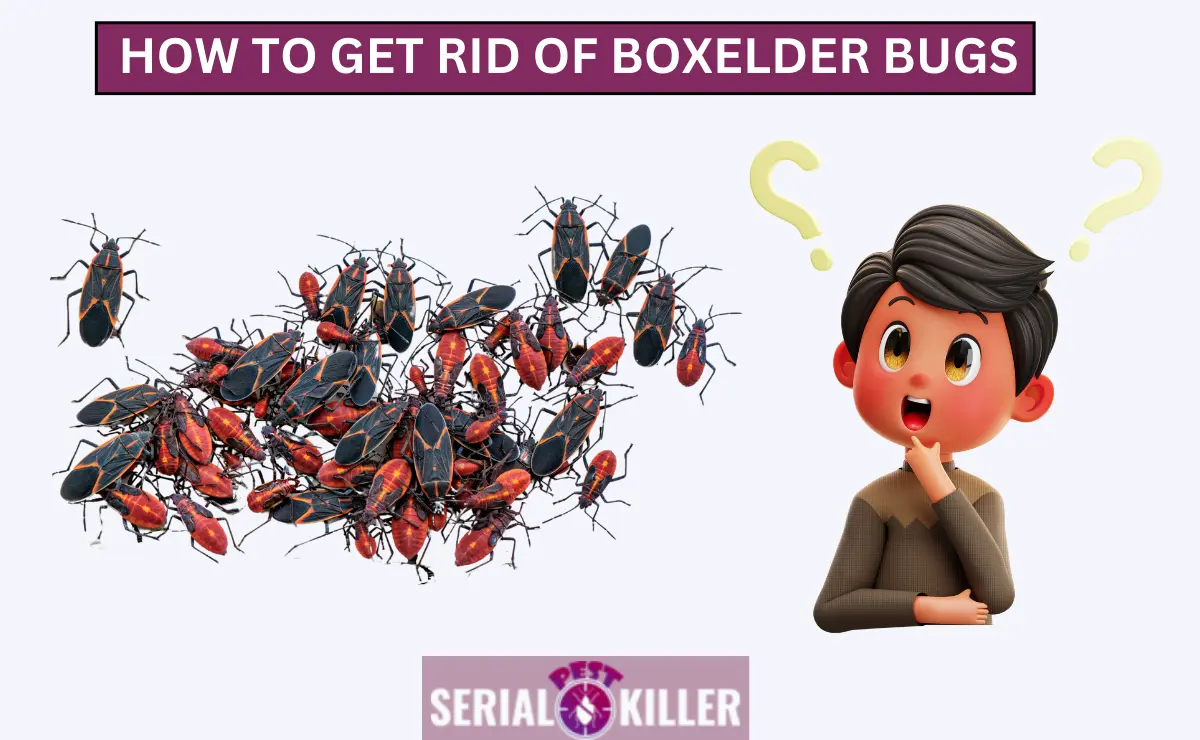 How to Get Rid of Boxelder Bugs