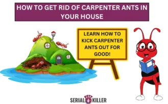 How to Get Rid of Carpenter Ants in Your House