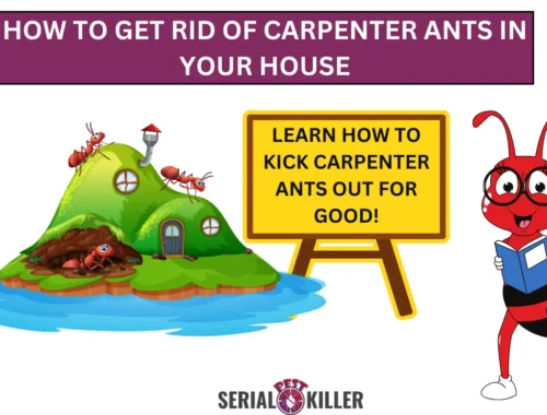 How to Get Rid of Carpenter Ants in Your House