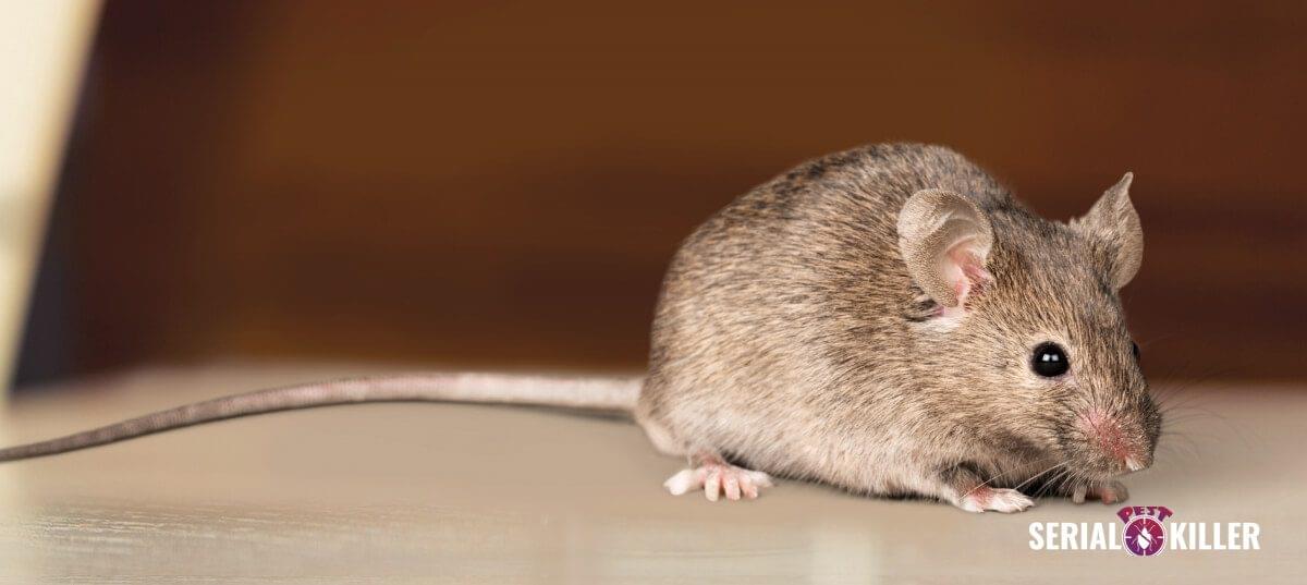 Identify the Signs of a Mouse Infestation 1